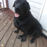 Bentley, King, Bogey, Hannah, and Toby