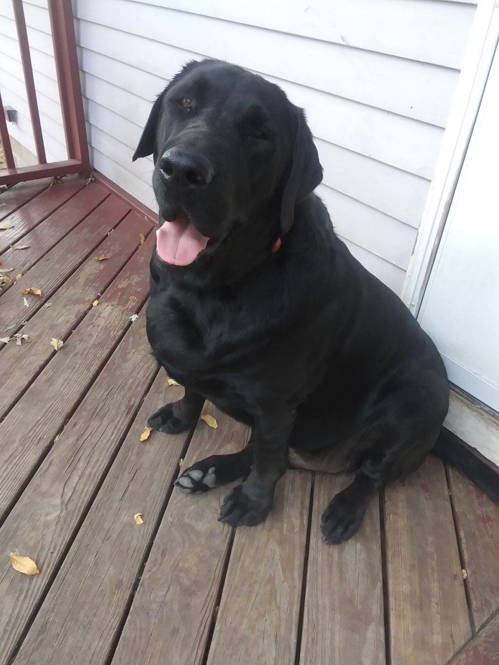 You are currently viewing Bentley, King, Bogey, Hannah, and Toby